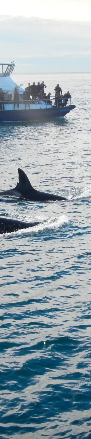 Wale beobachten in Kaikoura